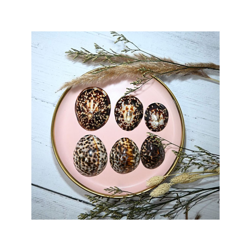 Paire de coquillage d'allaitement Brillant - Tous nos produits