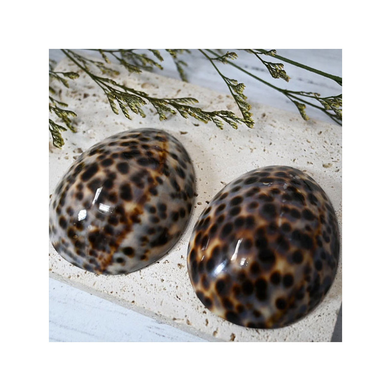 Paire de coquillage d'allaitement Brillant - Tous nos produits